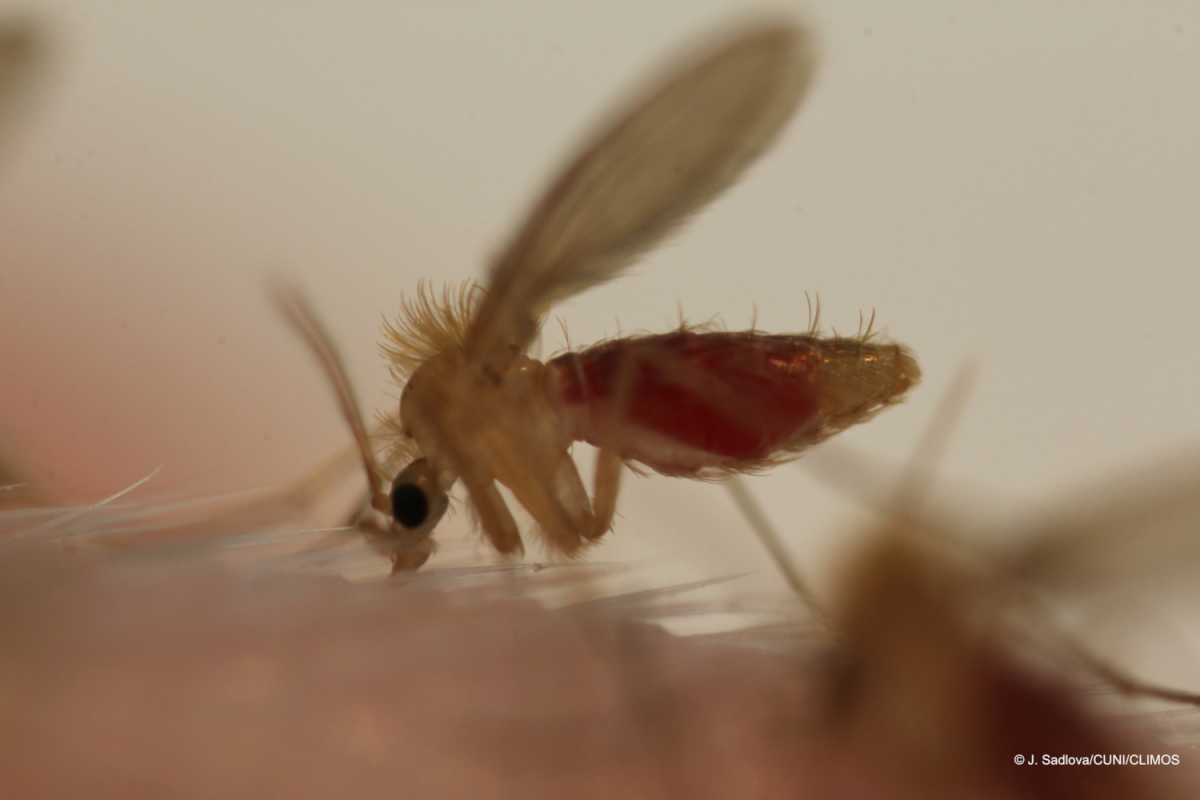 Close up of a sandfly vector